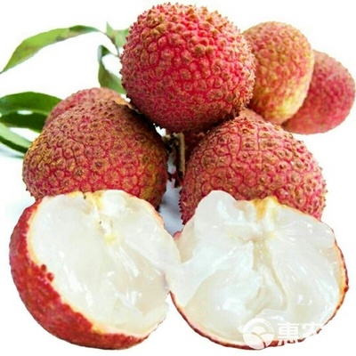 無(wú)核荔枝苗