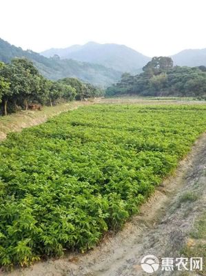 黑黃皮果苗 雞心!無(wú)核!一手貨源