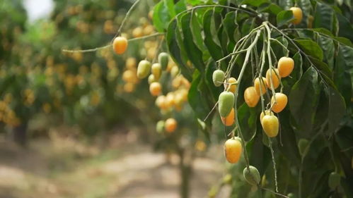 云浮︱吃完荔枝該吃黃皮了 日常鮮甜 日常爽脆 已經(jīng)沒(méi)法概括它的好