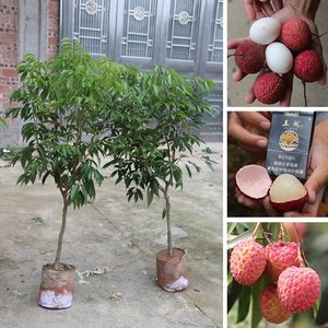 果樹(shù)南方無(wú)核桂味荔枝樹(shù)樹(shù)苗妃子笑白蠟荔枝王苗當(dāng)年結(jié)果地栽盆栽
