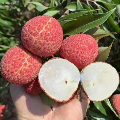 A4無(wú)核荔枝 晚熟玉荷包