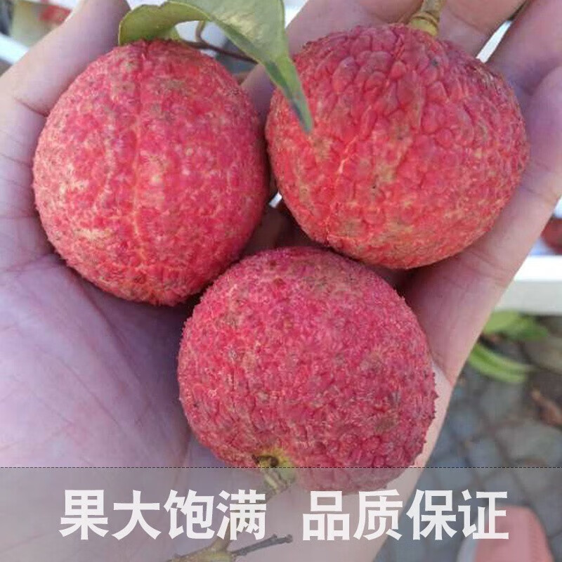 鮮仙驛海南無(wú)核荔枝 新鮮荔枝 現(xiàn)摘現(xiàn)發(fā)孕婦水果精選大果 .