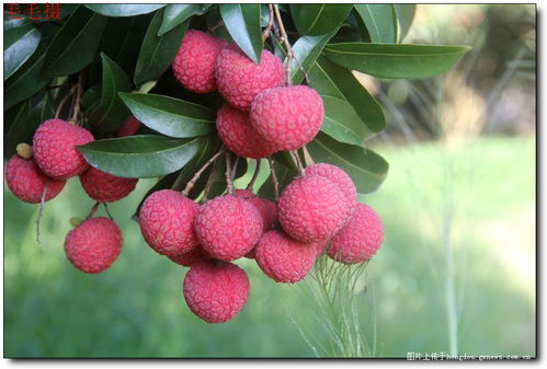 大紅荔枝甜又甜 記藤縣太平鎮(zhèn)江口村的特產(chǎn)荔枝 多圖