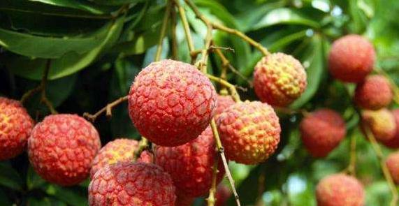 天下荔枝出中國(guó) 四個(gè)省份的荔枝最好吃,看看有沒(méi)有你家鄉(xiāng)