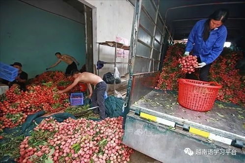 越南最大的荔枝種植基地,北江省荔枝喜迎豐收 圖文