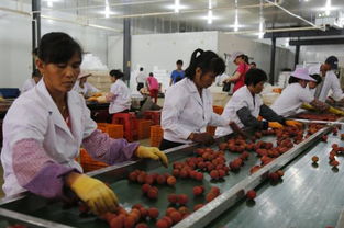 海南四季果園嘉年華 澄邁無核荔枝開摘了