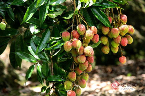 黨建引領做好荔枝產業文章