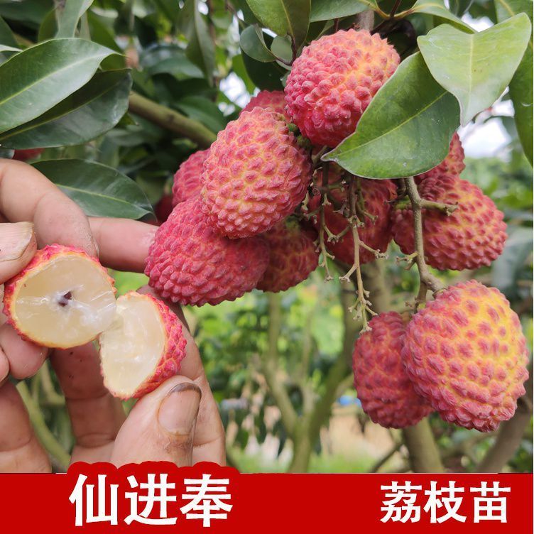 荔枝果樹苗桂味妃子笑無核荔枝嫁接果苗盆栽地載南方種植當(dāng)年結(jié)果