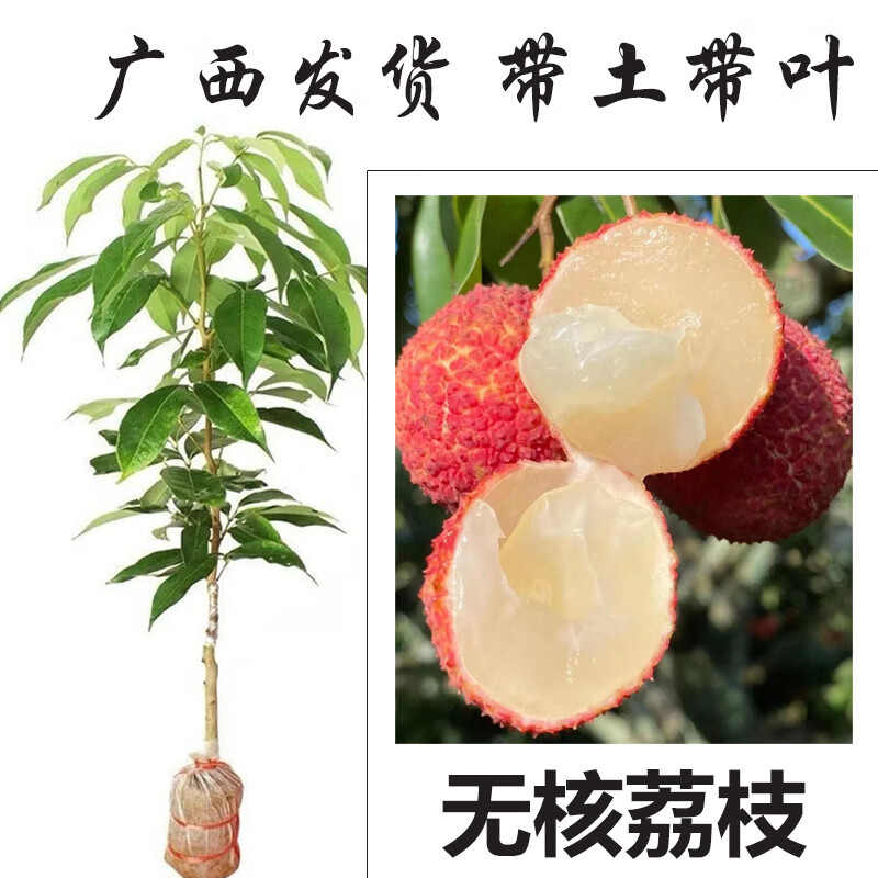 映棠廣西荔枝樹(shù)苗嫁接苗冰荔枝桂味糯米糍仙進(jìn)奉無(wú)核荔枝苗帶土帶葉發(fā)