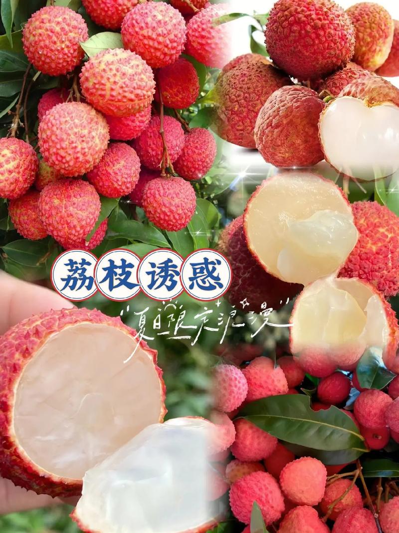 皮薄肉厚的無(wú)核荔枝.