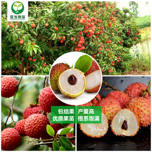 桂味荔枝樹(shù)苗