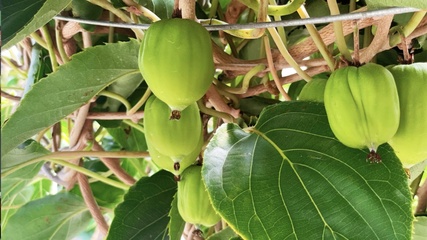 無(wú)核荔枝、不吐皮的獼猴桃&hellip;這些水果是來(lái)報(bào)恩的吧!