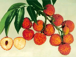 嶺南珍果香飄遠 廣東無核荔枝的甜蜜傳奇