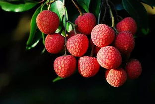 肉多汁甜還無核 這樣的瀨雞要紅了——走起澄邁嘗鮮無核荔枝