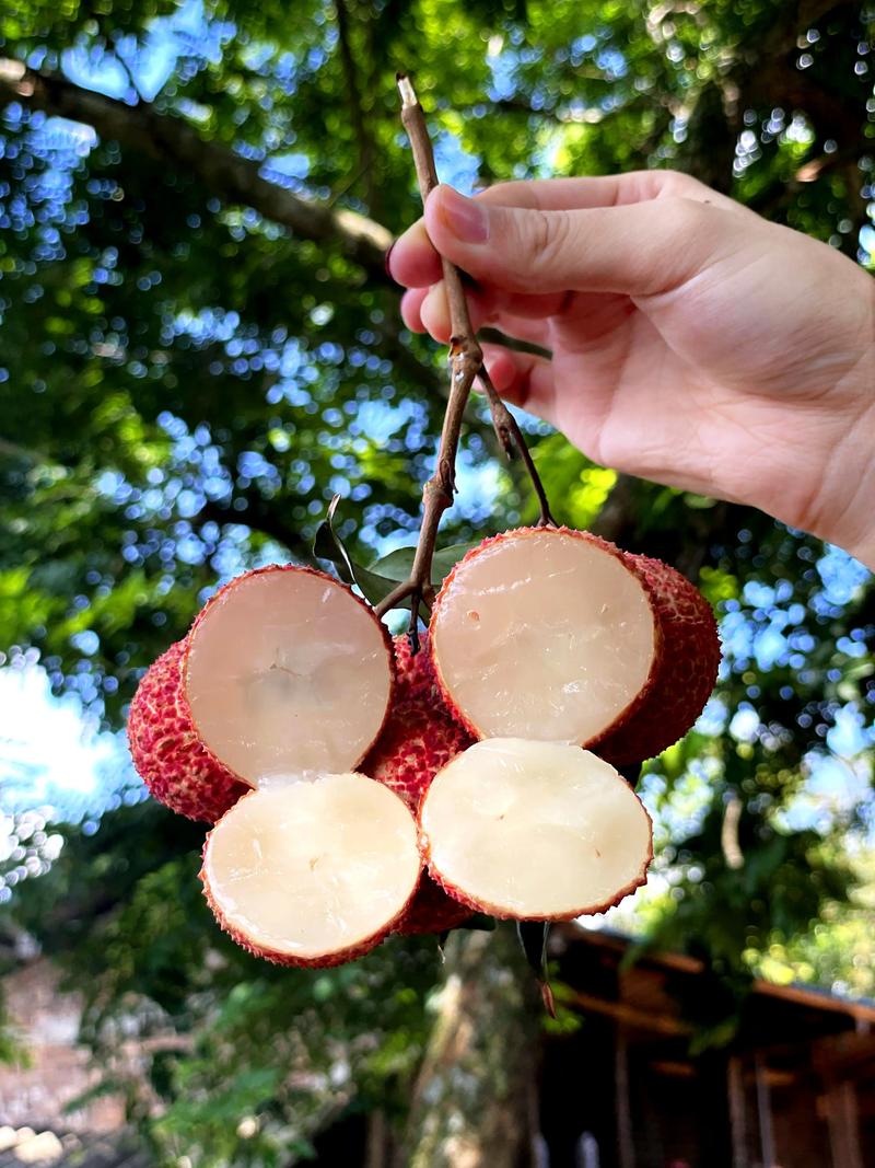 無核荔枝報恩來 一顆來自自然的甜蜜饋贈