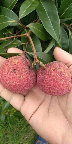 靈山無核荔枝 原生態無籽荔枝王，凈重5斤，歡迎電商批發合作一件代發