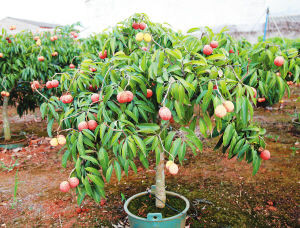 澄邁盆栽無核荔枝 創新培育，即將“鮮活”北上銷往內地