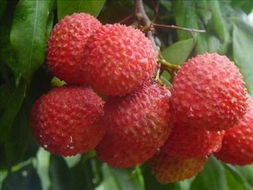 30歲必吃的十種有效排毒食品 以無核荔枝領銜的健康清單